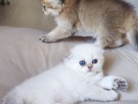 Scottish Fold Ve British Longhair Kedisi