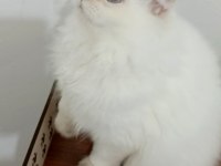 British longhair yakışıklı prens adayı
