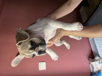 Blue fawn french bulldog