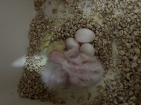 Albino Lutino Grey Yavrular Ele Kola Alışık Sultan Papağanı
