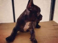 French bulldog - Varsa daha iyisi o da annesi