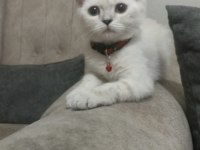 75 GÜNLÜK KEDİMİZE YENİ YUVAMIZI ARIYORUZ