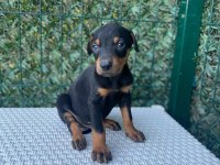 A kalite doberman köpekleri