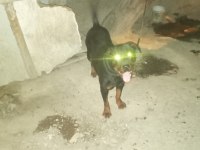 Ücretsiz rottweiler sahiplendirme