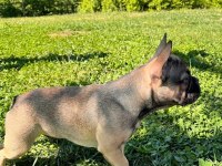 AŞILI ISABELLA VE FLUFFY TAŞIYICI ERKEK FRENCH BULLDOG