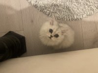 British longhair dişi kedimiz