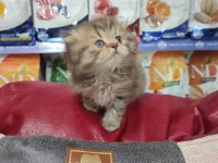 Scottish fold