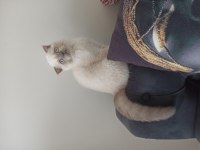 Scottish fold erkek yavrular