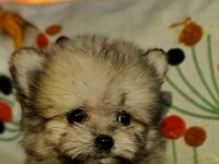 Emsalsiz Micro Erkek Tedy Morkie Yavrumuz