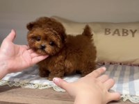 Toy Poodle Red Brown Ultra Mini Yavrularımız