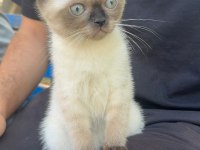 Siyam kedisi bebek