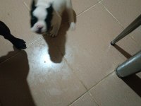 Erkek french bulldog bebeklerimiz yeni sahiplerini bekliyor