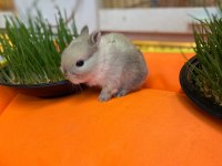 HOLLANDA LOP CÜCE TAVŞANLAR