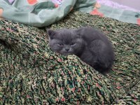 Safkan british shorthair