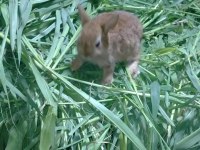 Yavru tavşanlar cüce ve lop