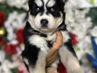 Sibirya kurdu (husky) yavrularımız