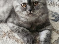 Biritish Shorthair Yavrular
