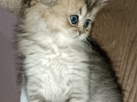 Biritish shortair british longhair safkan yavrular