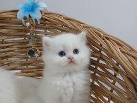 Best Of 2026 Chinchilla