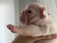 Dişi French Bulldog