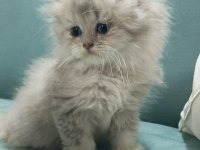 Golden british longhair