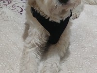 White Terrier 3 yaşında ücretsiz sahiplendirme