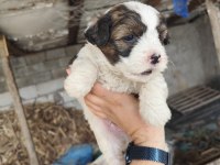 Maltese terrier yavrular