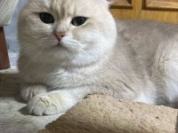 Kısa süre sonra sahiplendirilmeye hazır kediler