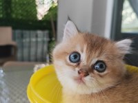 Ankaranın en seçkin golden british shorthair yavruları