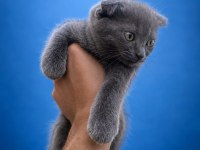 Tuvalet eğitimli 2 aylık scottish fold