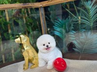 Kore Kar Beyaz Pomeranian Boo Yavrumuz