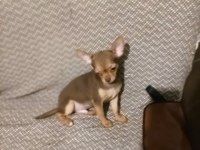 Görüşülür chihuahua