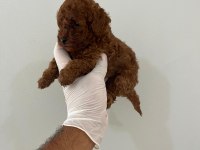 Korekan red brown orjinal poodle yavrumuz