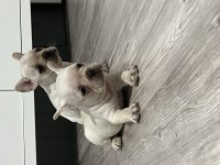 French bulldog bebekler