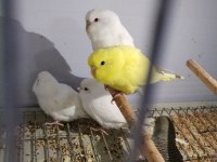 Yavru ve yetişkin her ırk muhabbet kuşu üretimhaneden