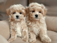 En İyisine Sahip Olmak İçin Maltipoo Yavrular