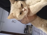Sahiplendirilecektir british shorthair