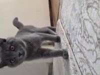 28 şubat doğumlu british shorthair