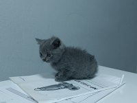 2 aylık 4 tane Yavru british shorthair