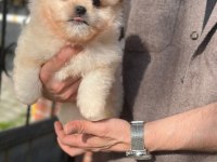 Kilo garantili Maltipoo Yavrumuz