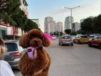 Kore poodle yavrular