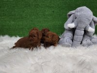 Bizimle iletişime geçmeden karar vermeyin poodle