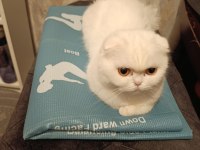 Scottish fold 2 yaşında dişi