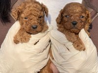 Toypoodle sevimli yavrular ruhsatlı çiftlik 