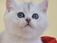 Oyuncu Kedimiz NS24 British Shorthair 