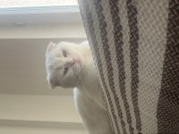 SCOTTİSH FOLD VE VAN KEDİSİ KIRMASI