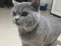 Scottish Fold 10 Aylık Erkek