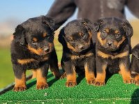 43 günlük dev rottweiler yavrular