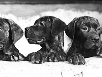 A SCR KIF Belgeli Blender şampiyon dede cane corso torunları