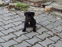 Cane corso köpeği
